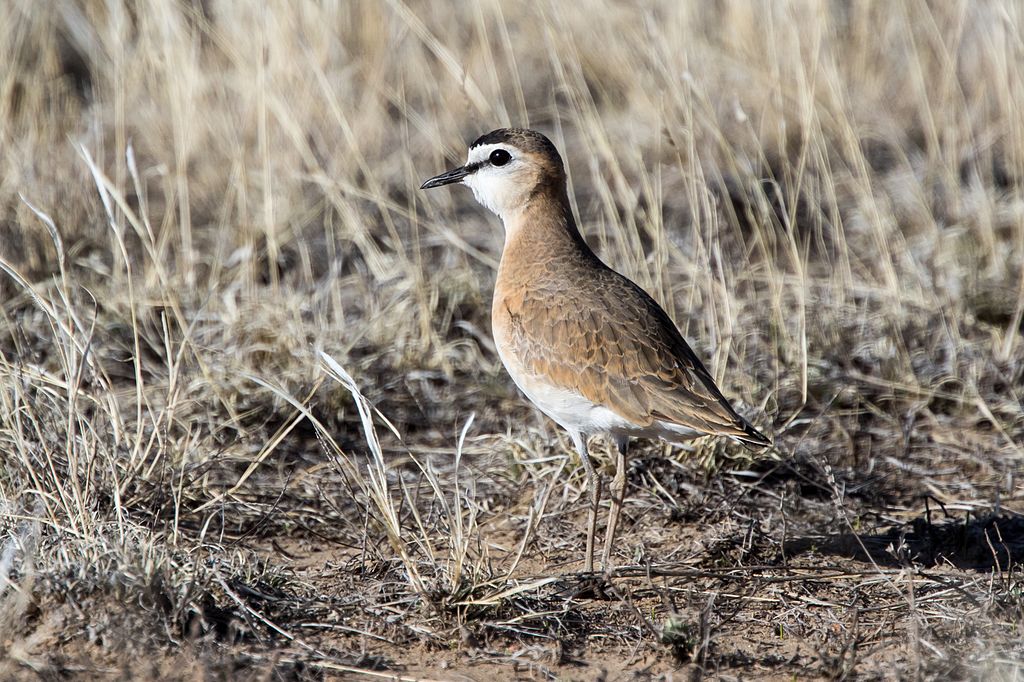 The Mountain Plover, seen here amongst short grass, is a common resident of Big Bear Lake.