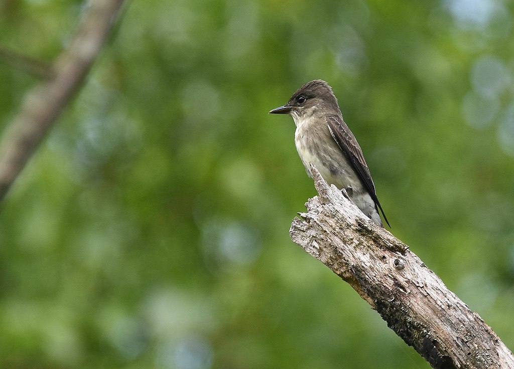 An Olive-sided Flycatcher perches on a tree branch, waiting for his next meal to crawl by.