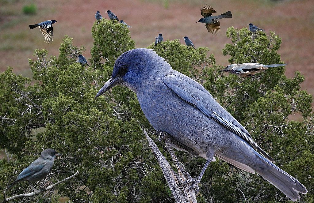 The brilliant blue Pinyon Jay is a welcome sighting around Big Bear Lake.