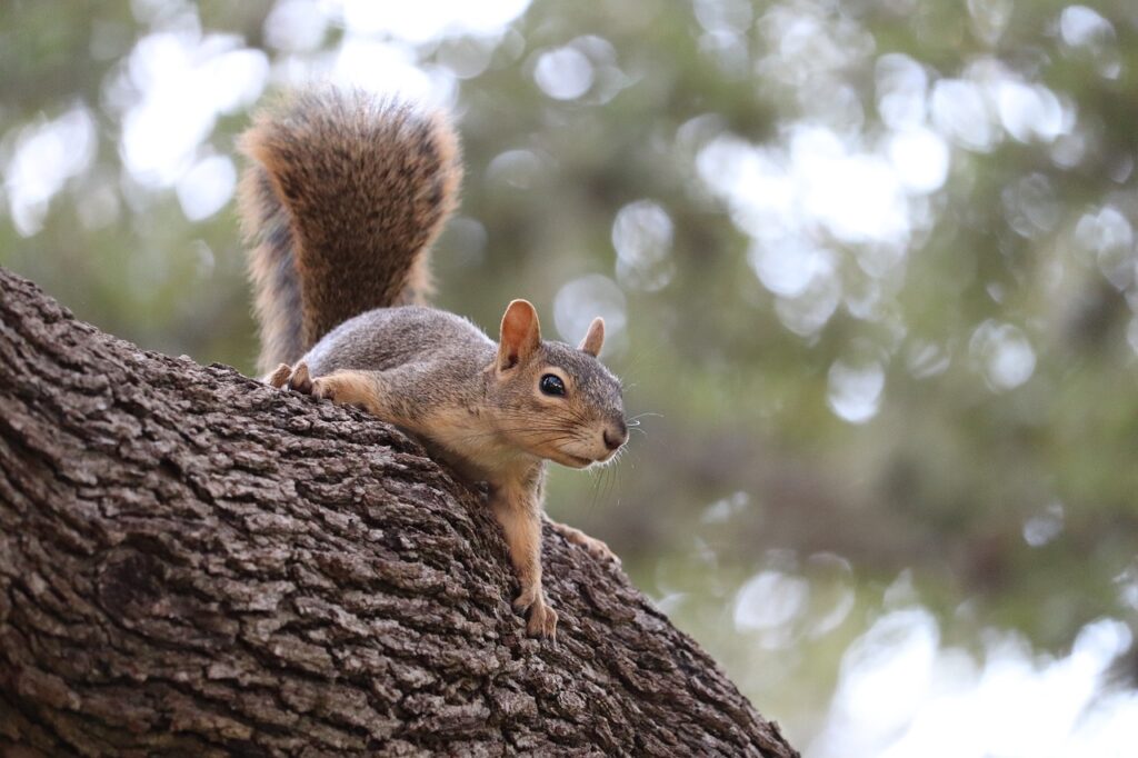 A gray squirrel eyes a food source while perched on a tree branch.