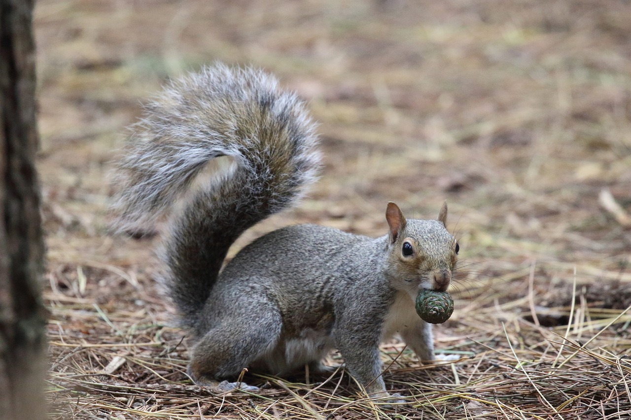A gray squirrel holds a nut in his mouth, ready to stash it somewhere for later.