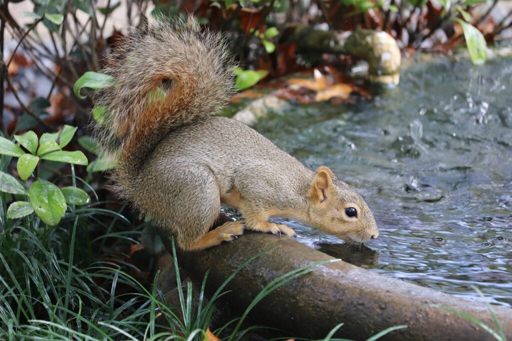 A gray squirrel takes a long drink out of a water fountain.