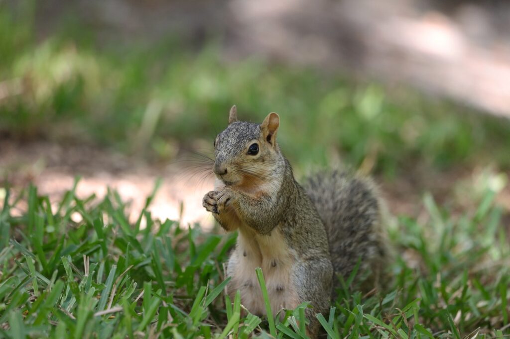A gray squirrel nibbles on food while sitting on a grassy lawn.