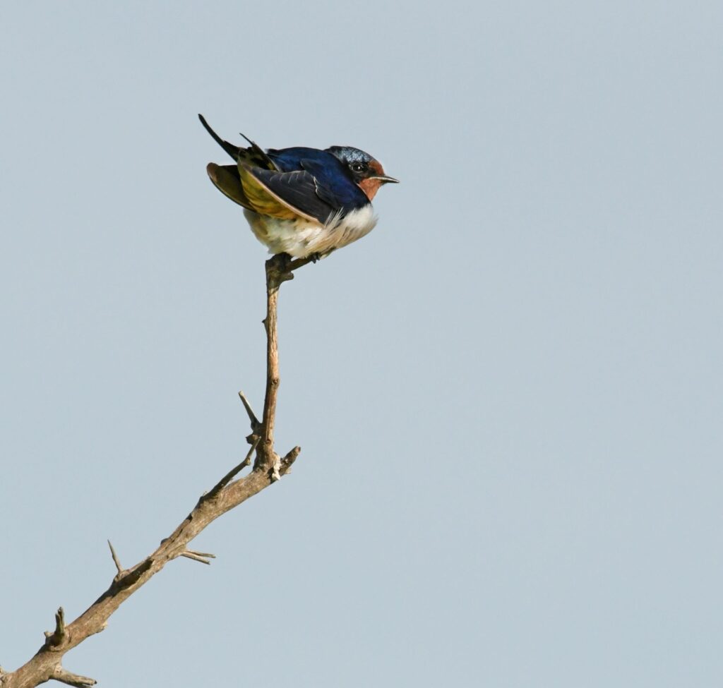 A Barn Swallow perches atop a tree branch. 