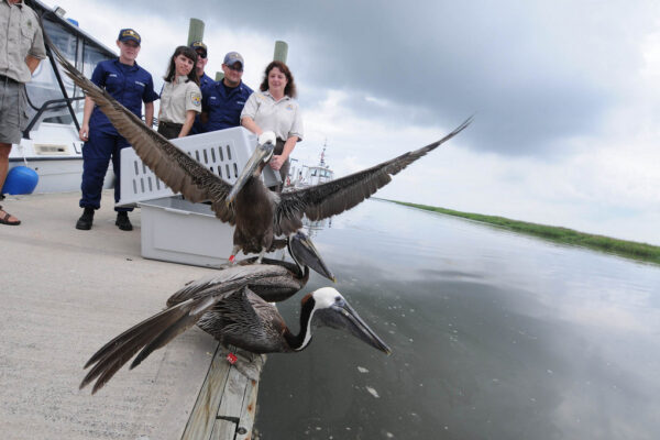 Pelicans being released by the US Fish and Wildlife service, Pacific Southwest region, after being cleaned up after an oil spill.