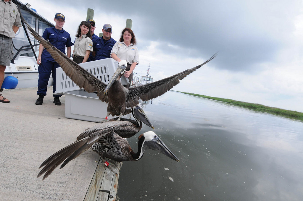 Pelicans being released by the US Fish and Wildlife service, Pacific Southwest region, after being cleaned up after an oil spill.