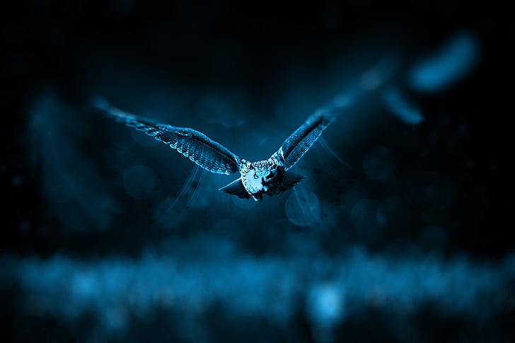 A blue-toned photo of an owl in flight, using the photography tip of filling the frame. 