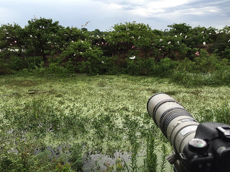 A man uses a camera with a telephoto lens to take photos of birds at a bird sanctuary.