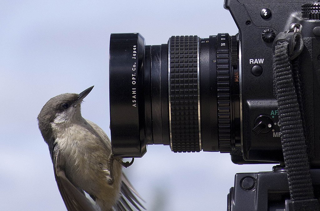 A Pygmy Nuthatch sits on a camera lens, peering at it curiously.