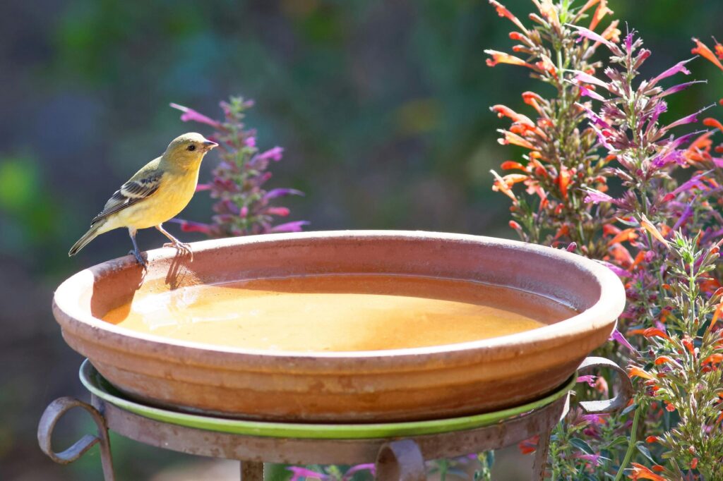 An American Goldfinch pauses in the sunshine to perch on the rim of a birdbath, contemplating the water.