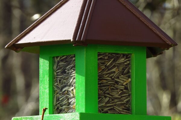 A green bird feeder full of sunflower seeds hangs, empty of birds.