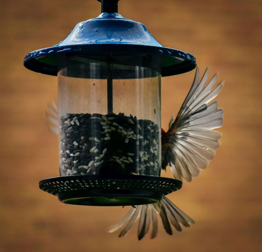 A curious bird stops mid-flight to check out a tube feeder full of seeds.