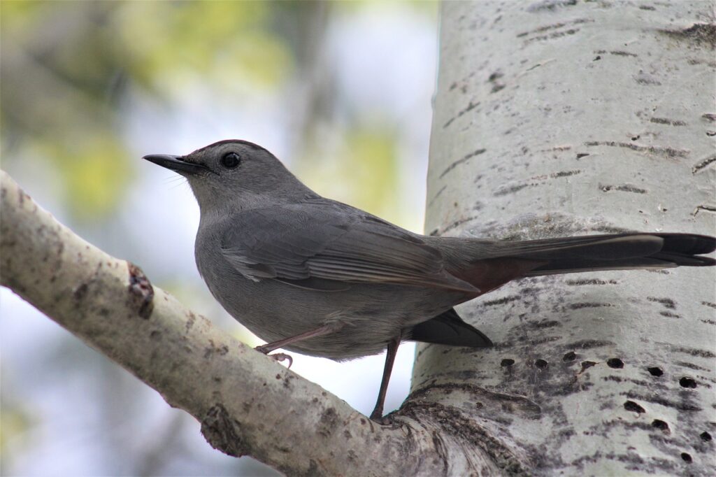 A Gray Catbird perched on a tree branch.