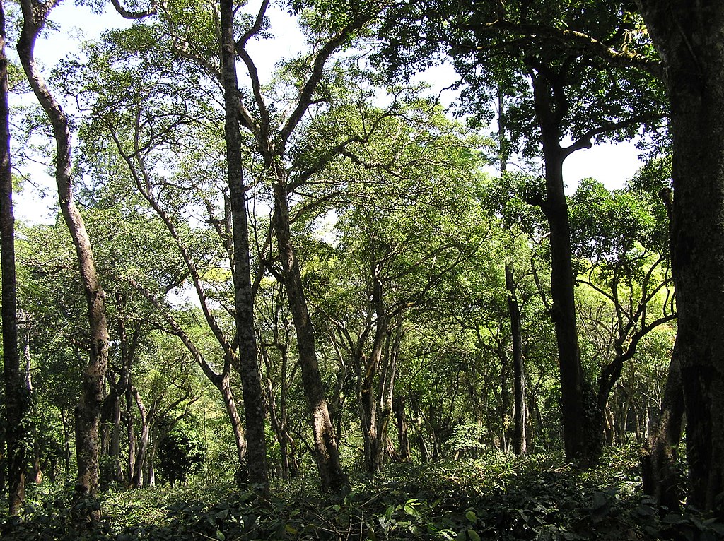 A shade-grown coffee farm.