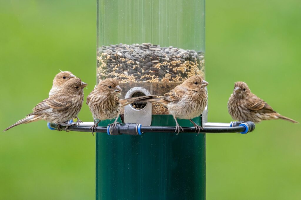 A group of sparrows feed at a tube feeder.