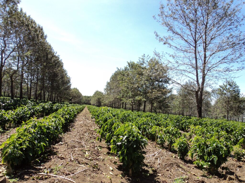 A sun-grown coffee farm.