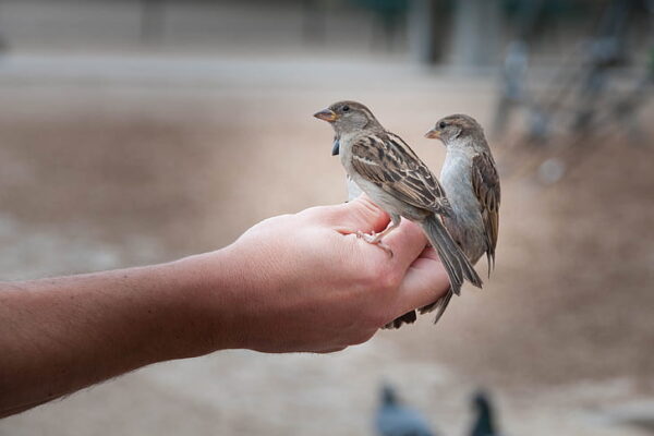 Two sparrows perch on a person's hand.