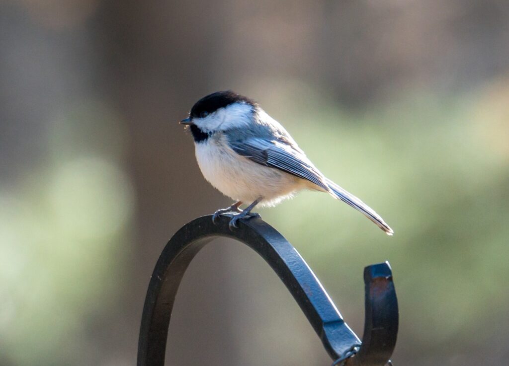 A Black-capped Chickadee perches atop a garden hook, waiting to be fed.