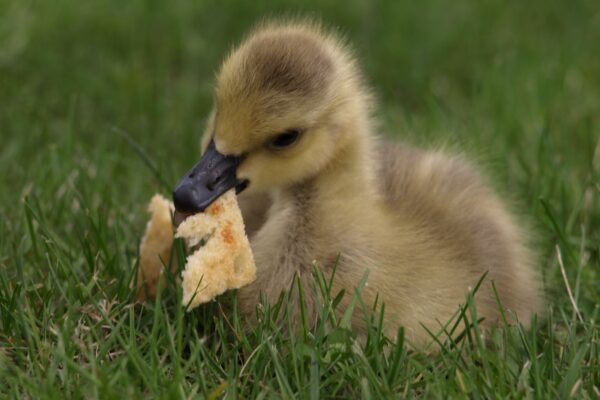 A gray duckling ponders the piece of bread in it's mouth.