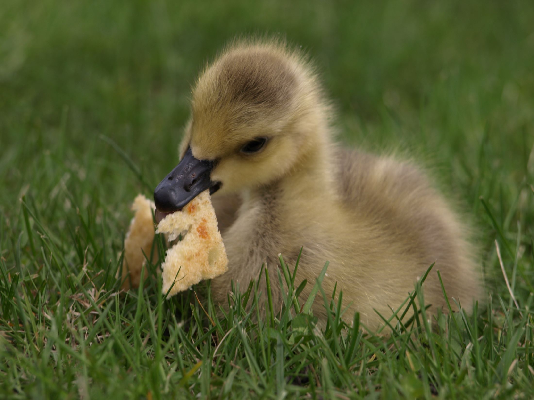 A gray duckling ponders the piece of bread in it's mouth.