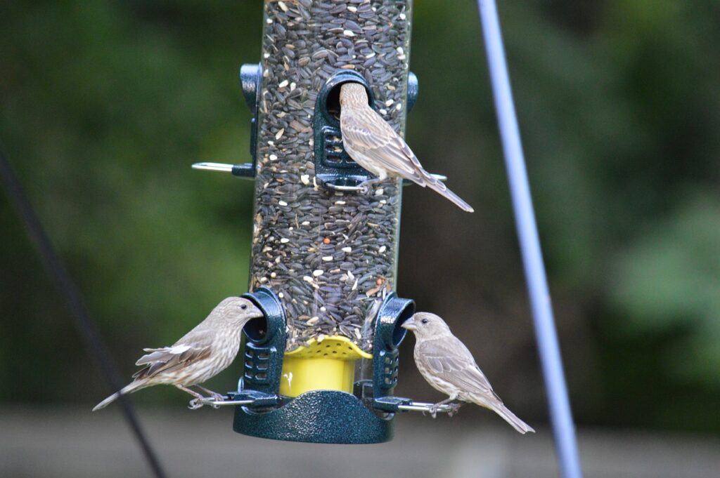 Three sparrows share a tube feeder.