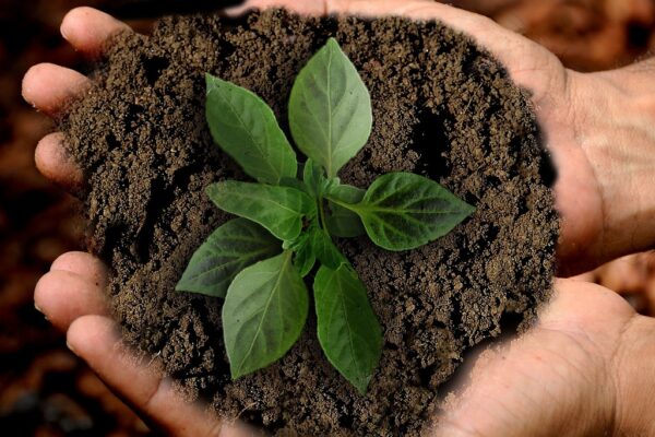 Two hands hold a mound of dirt with a freshly planted plant inside it.