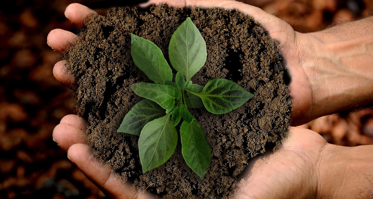 Two hands hold a mound of dirt with a freshly planted plant inside it.