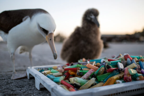 A Laysan Albatross stops to inspect a tray of plastic bottle caps on the beach.