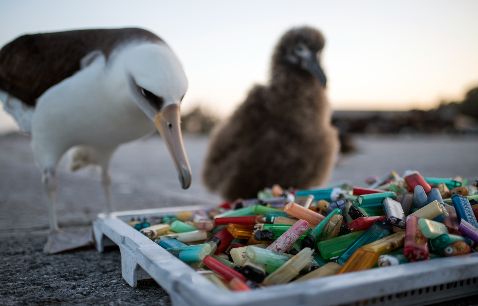 A Laysan Albatross stops to inspect a tray of plastic bottle caps on the beach.