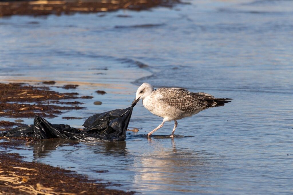 A Sanderling drags a black plastic bag into the water at the shoreline.