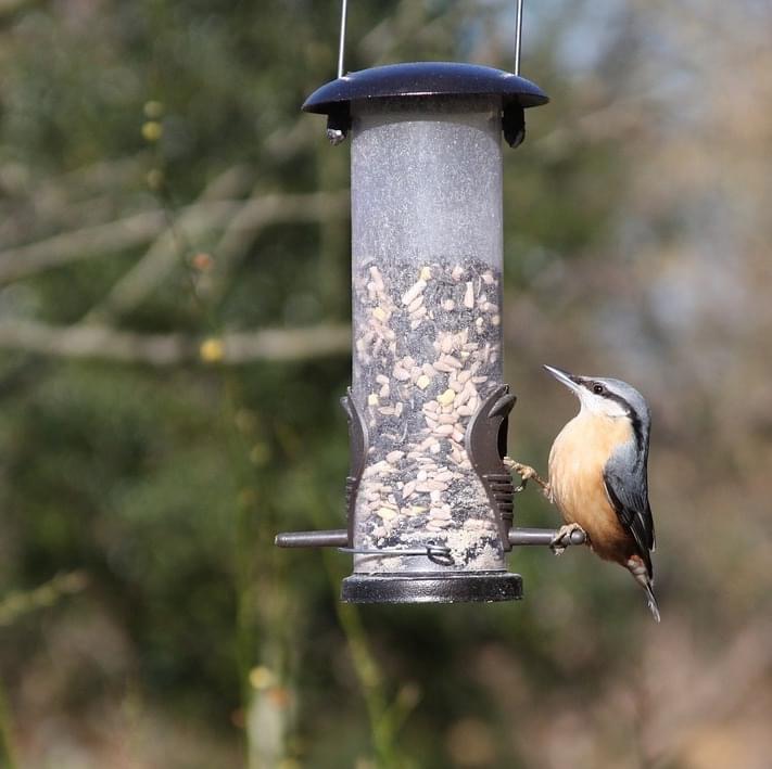 A Red-Breasted Nuthatch, shown here feeding on a tube feeder, is just one of the many birds that you will attract when you fill your feeder with Chirp's Big Bear Blend.