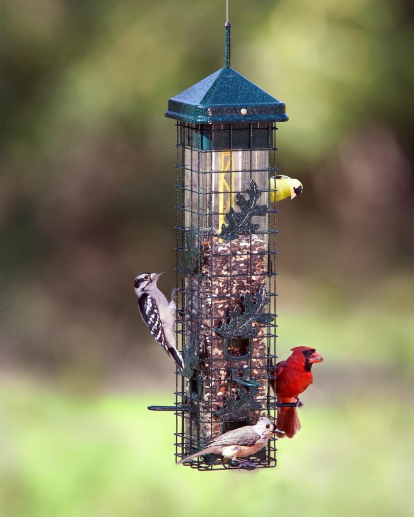 A Downy Woodpecker, American Goldfinch, and a Cardinal all feed on a full tube feeder.