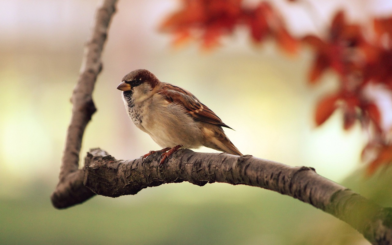 A Sparrow perches on a bare tree branch, with autumn leaves show in background. 