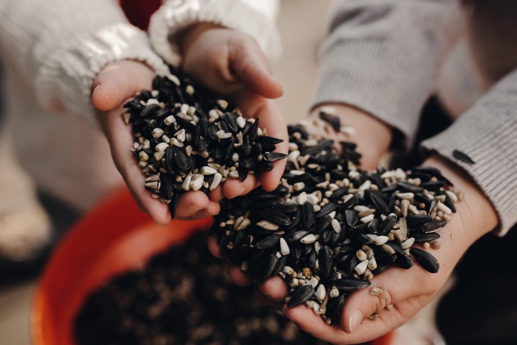 A close-up shot of two adult hands and two child hands full of Big Bear Blend bird seed.