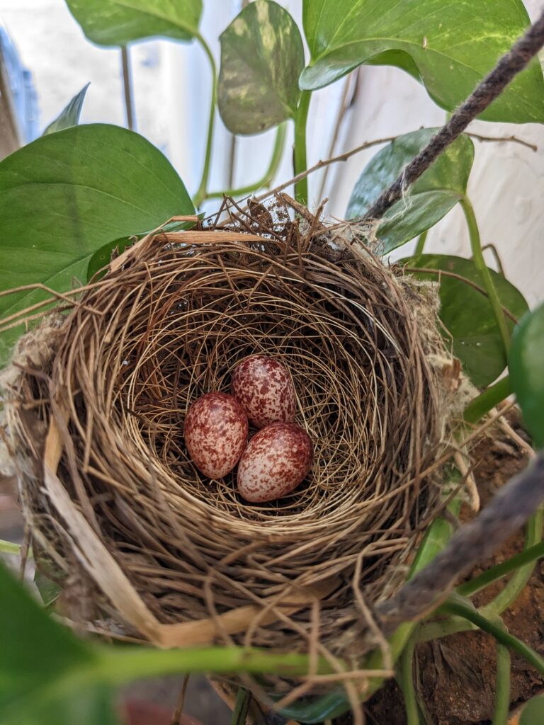 A bird's nest, with brown spotted eggs.