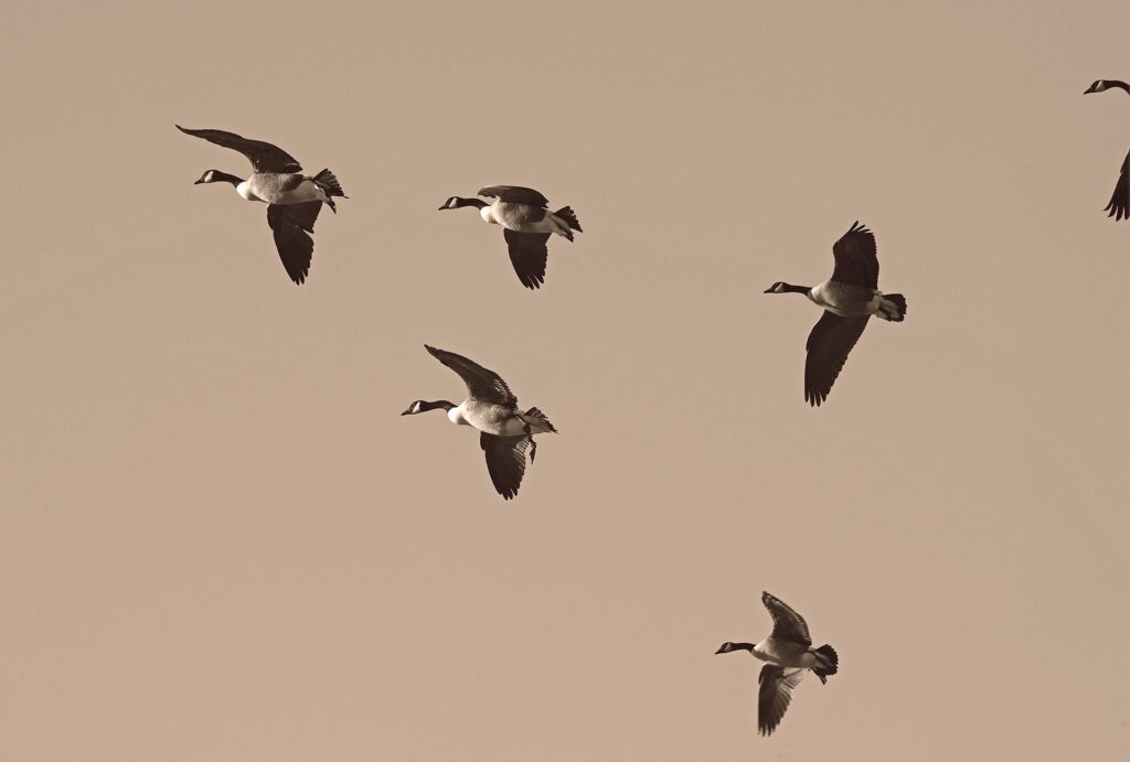 Canadian Geese migrate in the sky; migration is one of the behaviors tracked by many AI-driven bird tracking platforms.