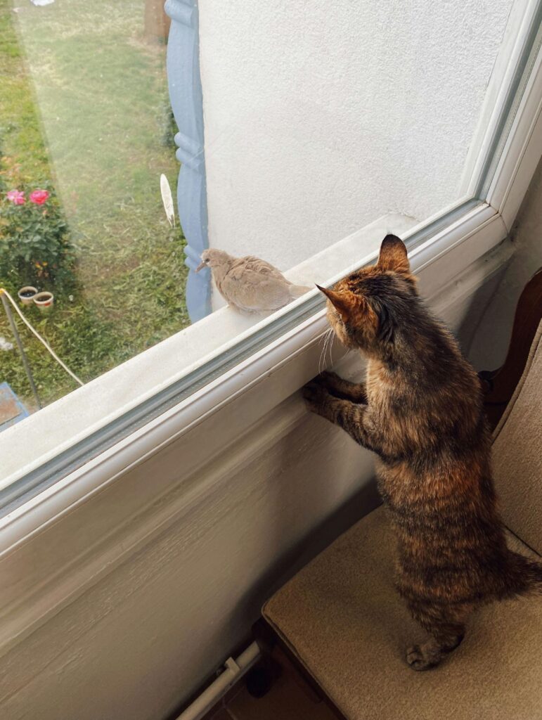 An indoor cat stalks an outside bird through a closed window. Keeping cats indoors is one way to protect wild birds, as cats kill between 1 and 4 billion birds a year.