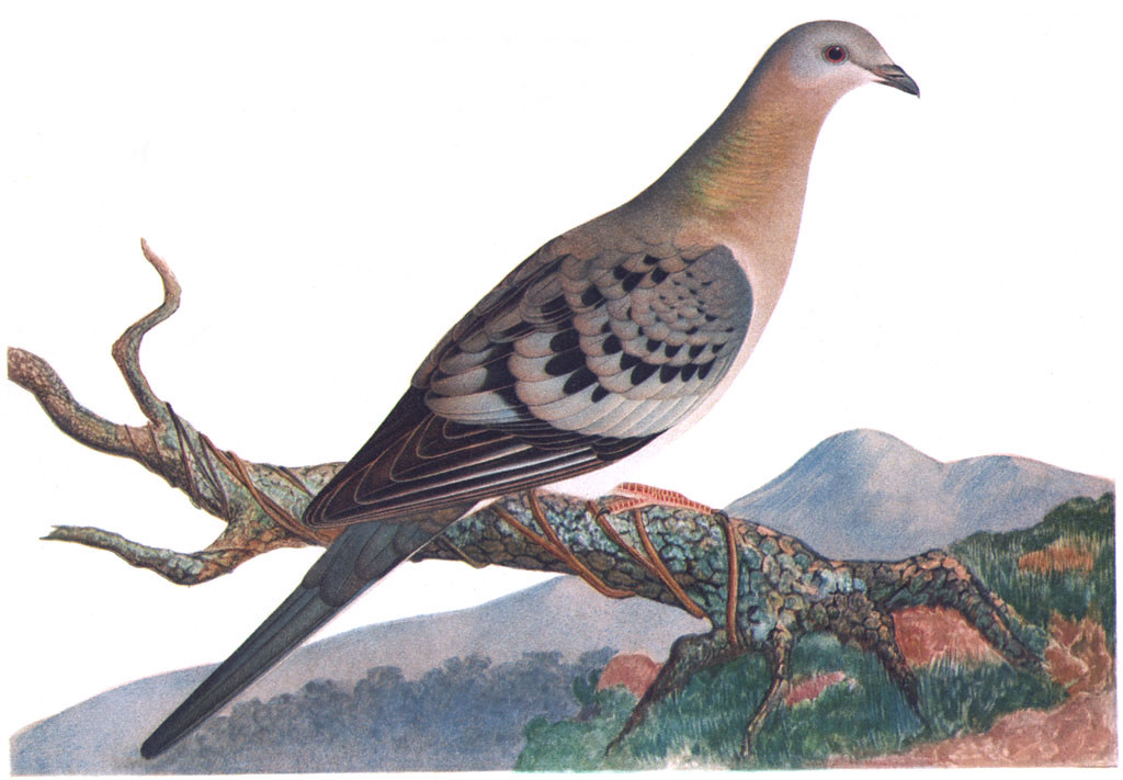 An illustration of a Passenger Pigeon, made extinct in the early 1900s, before the Migratory Bird Treaty Act.