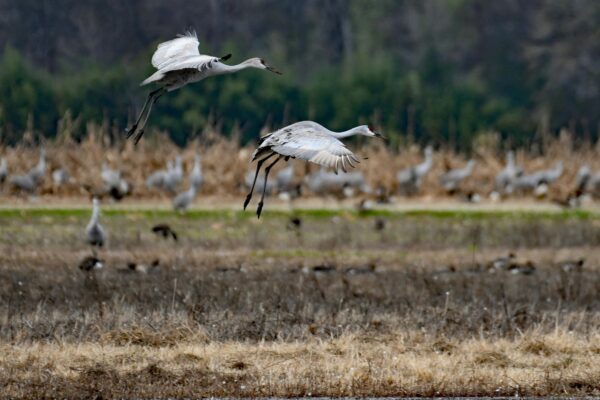 Two Sandhill Cranes take flight.