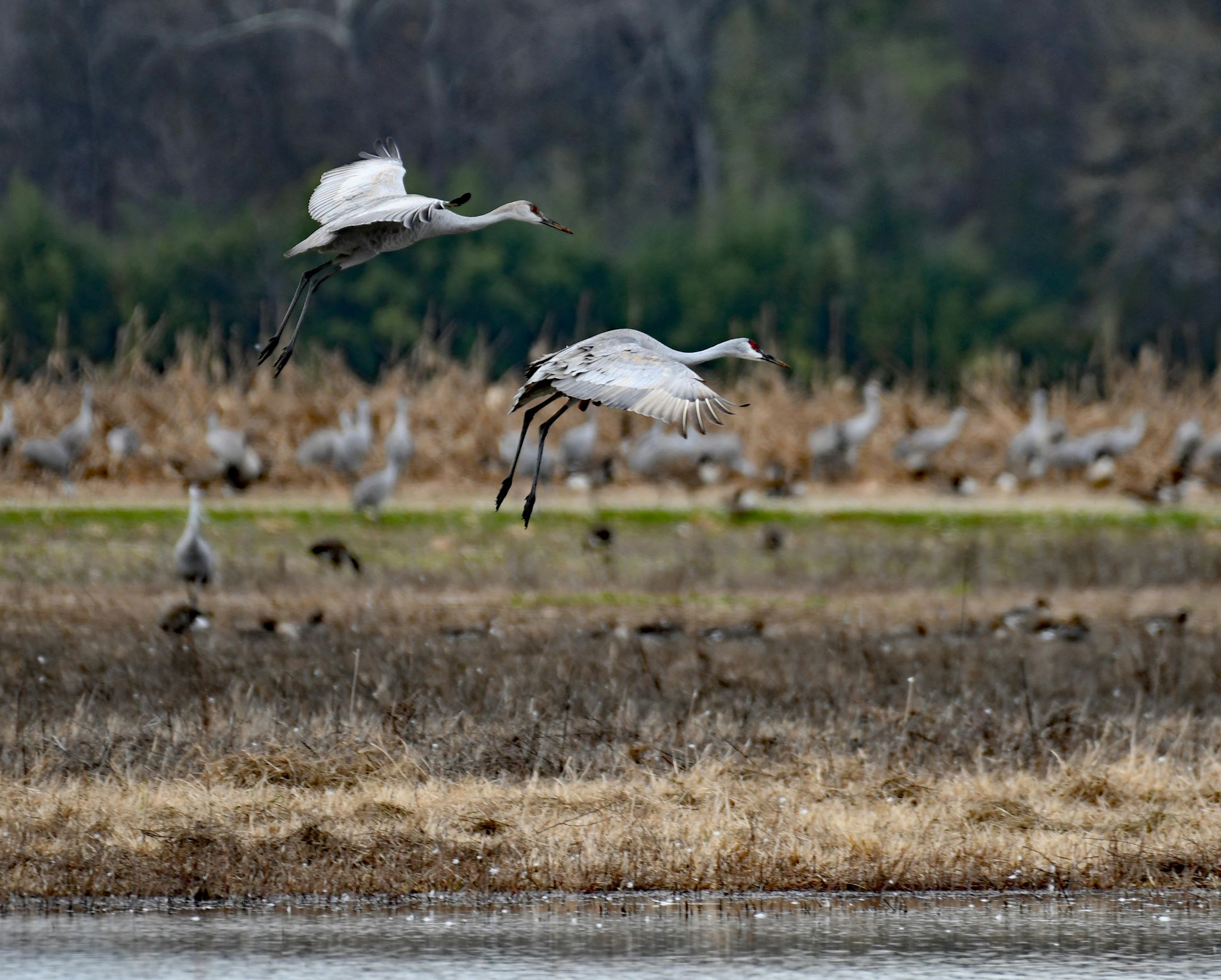 Two Sandhill Cranes take flight.