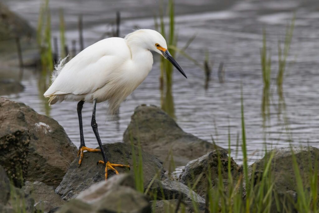 The Snowy Egret, shown here walking across rocks on a waterfront, is one of the many birds that the Migratory Bird Treaty Act has helped save from extinction.