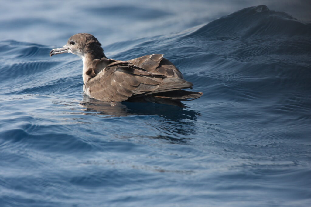 A Wedge-tailed Shearwater, shown on the water's surface. This bird was previously thought to be extinct in the Palmyra Atoll. 