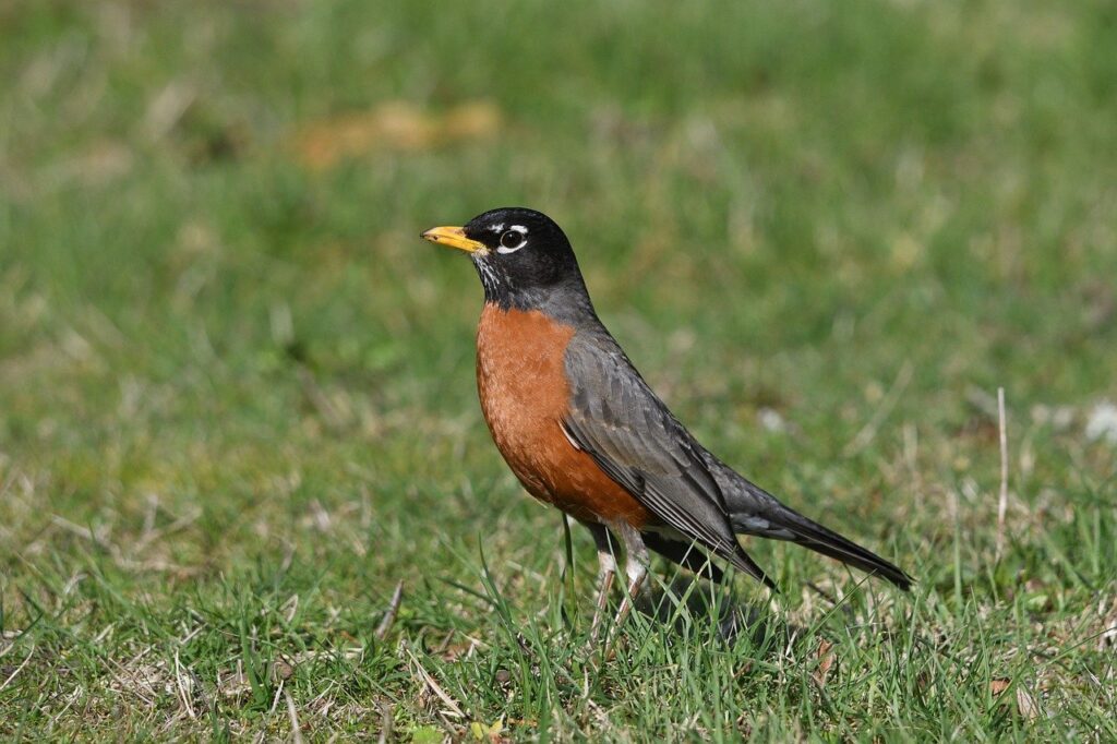 Look for the white rim around the eye, like this American Robin has, shown on a grassy ground.