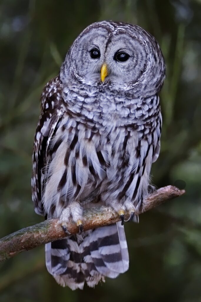 Look for brown streaks, rather than spots, to identify the Barred Owl, shown here.