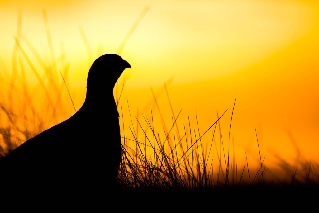 The silhouette of a bird on the ground, with an orange-yellow sunrise background.