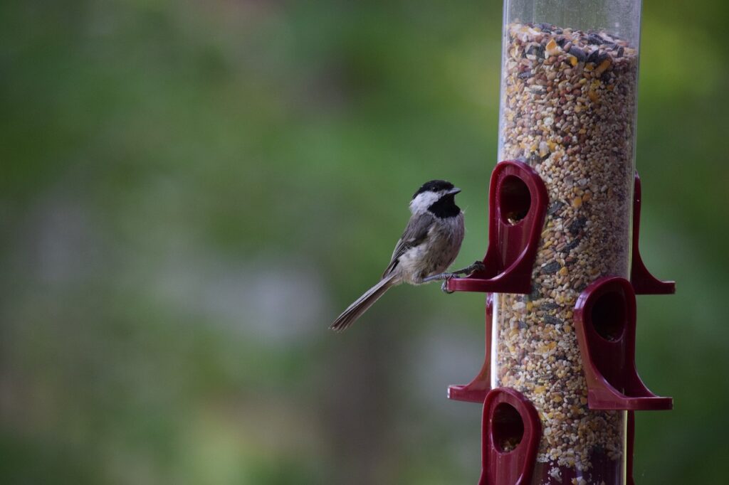 A Black-capped Chickadee feeds at a tube feeder.