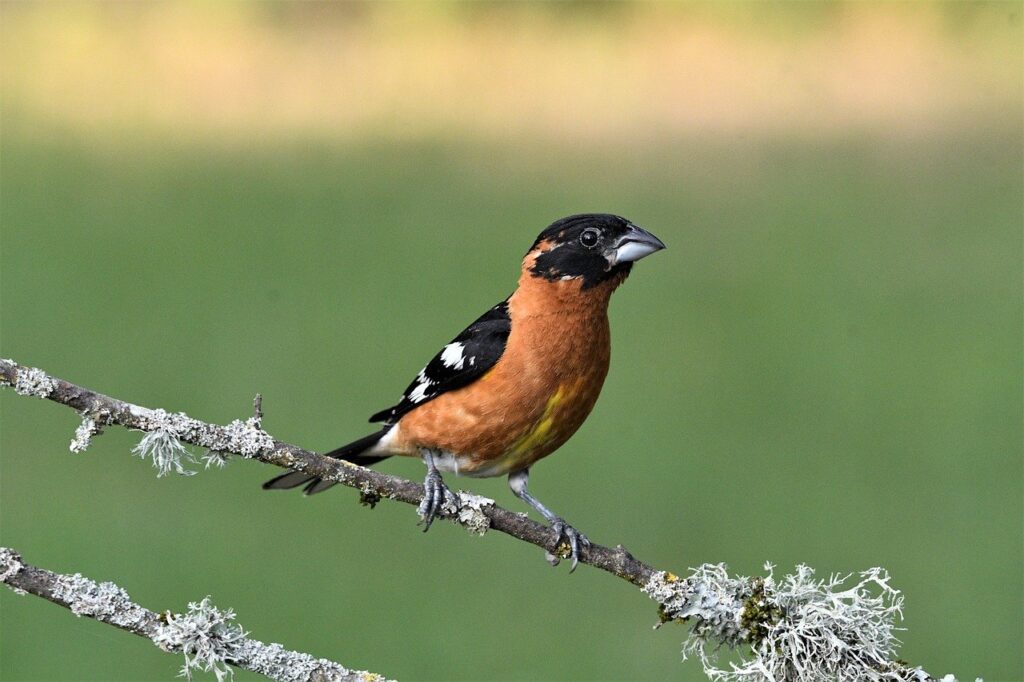 A Black-headed Grosbeak, though having similar coloring to the Spotted Towhee, has an orange, rather than white, breast, as shown.