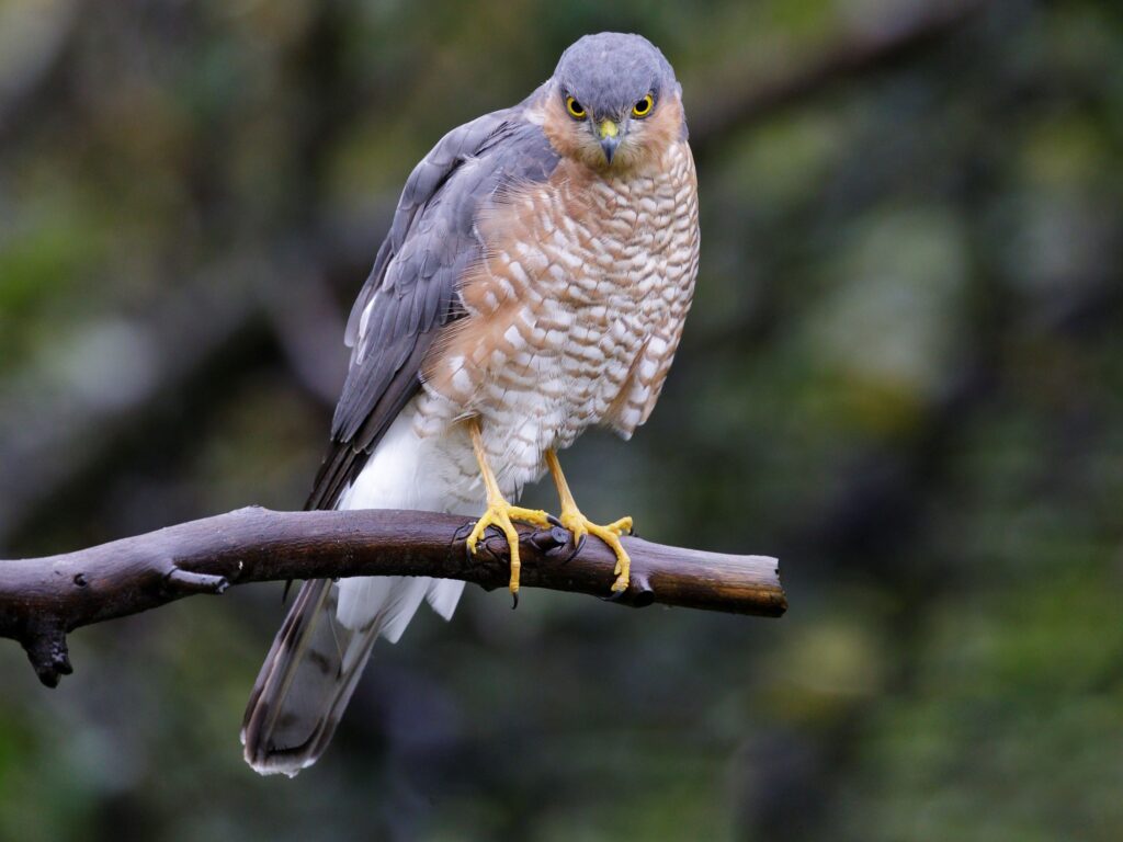 A Cooper's Hawk, shown here, has a more rounded tail than a Sharp-shinned hawk.