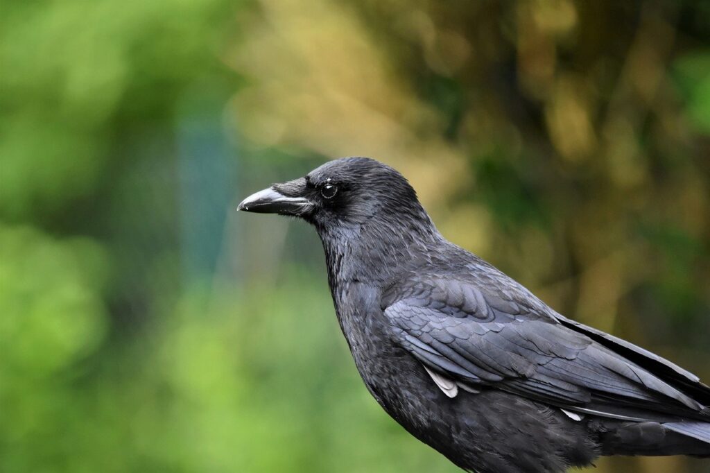 An American Crow, like the one shown here in profile with a blurry nature background, is smaller than a Raven.