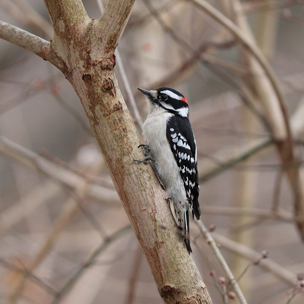 A Downy Woodpecker perched on a bare tree trunk.